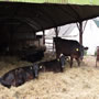 Cows in Barn